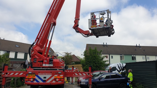 Brandweer in actie voor duif in de boom