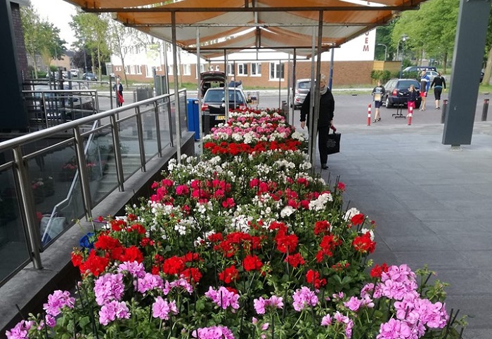 Zaterdag de geranium-voorjaarsmarkt in Vredeveld