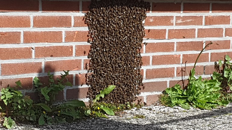 Zwerm bijen op muur van Hema in Assen