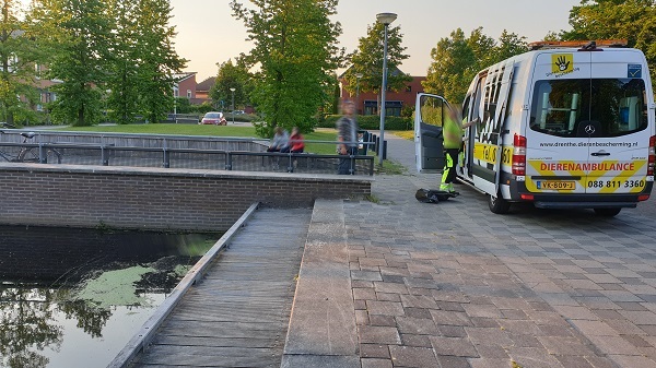 Dode dieren gevonden onder verdachte omstandigheden in Kloosterveen