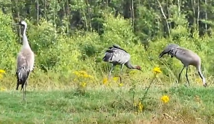 Kraanvogels met jongen in Fochteloërveen (video)