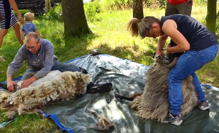 Wolfestival in Balloo met grote fair (video)