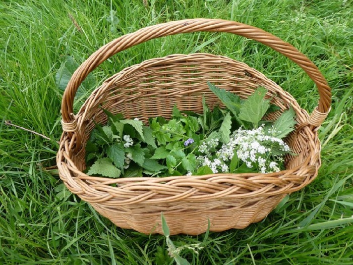 Agenda: Eetbare wilde plantenwandeling in Asserbos