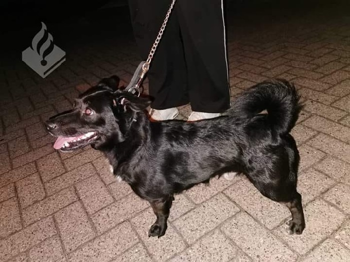 Politie zoekt eigenaar van gevonden hond in Assen (gevonden)