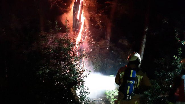 Boom in de brand in Asserbos