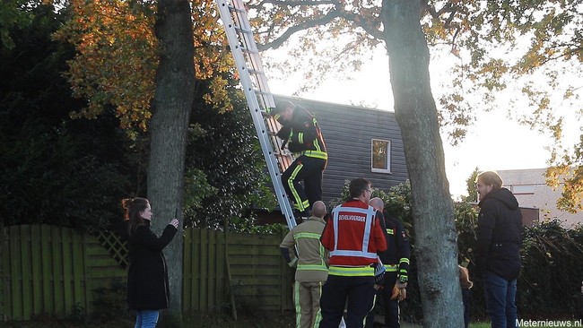 Brandweer haalt kat uit de boom (Video)