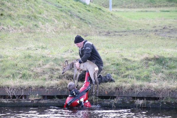 Jonge ree uit het water gehaald door de brandweer 