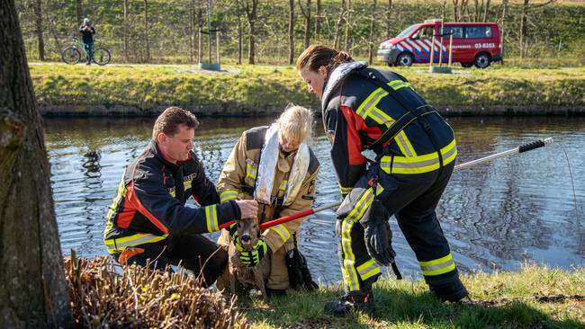 Brandweer redt ree uit het water in Assen (Video)