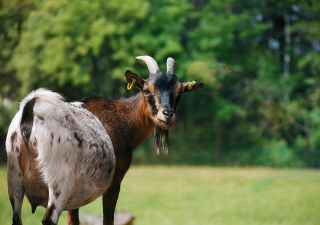 Kinderboerderij Marsdijk maakt herstart