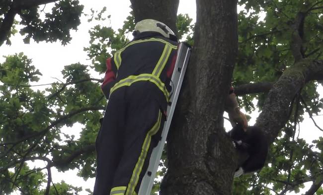 Brandweer redt kat uit de boom in Assen (Video)