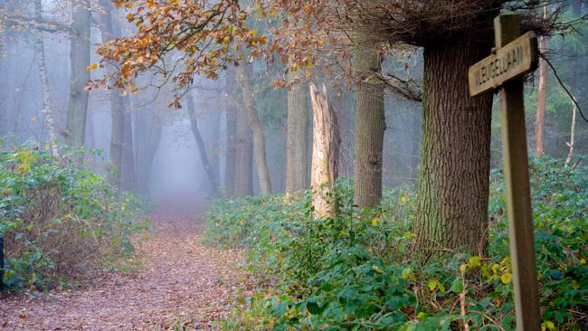 Onderhoudsronde bosgebieden in en rondom Assen binnenkort van start