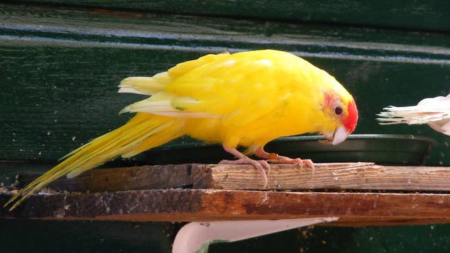 Kinderboerderij Assen in zak en as vanwege indringer: vogels verdwenen