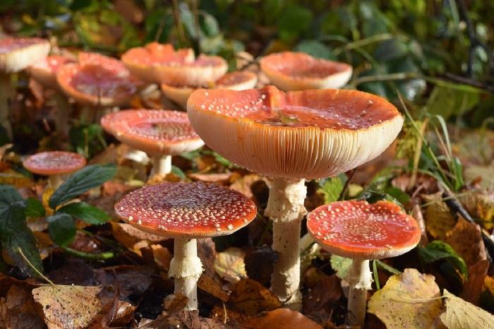 Paddenstoelenbingo tijdens herfstvakantie in Asserbos