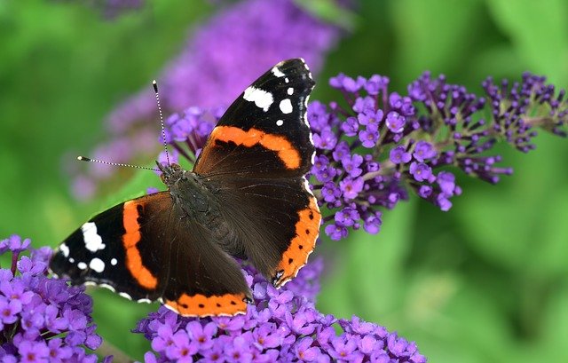 Drenthe geeft subsidie aan inwoners om omgeving bij- en vlindervriendelijk te maken