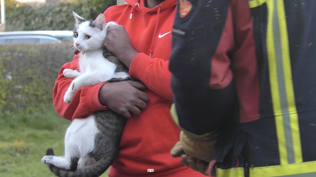 Kat wordt aangevallen door hond en moet door brandweer uit boom gehaald worden