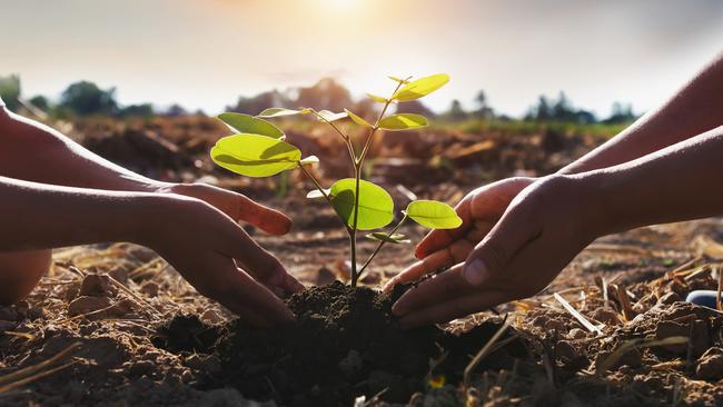 Nieuw fonds voor kleinschalige initiatieven om bomen te planten