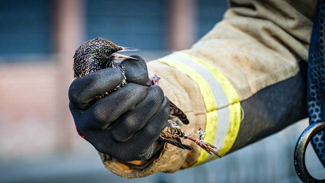 Brandweer van Assen redt gewonde vogel uit boom