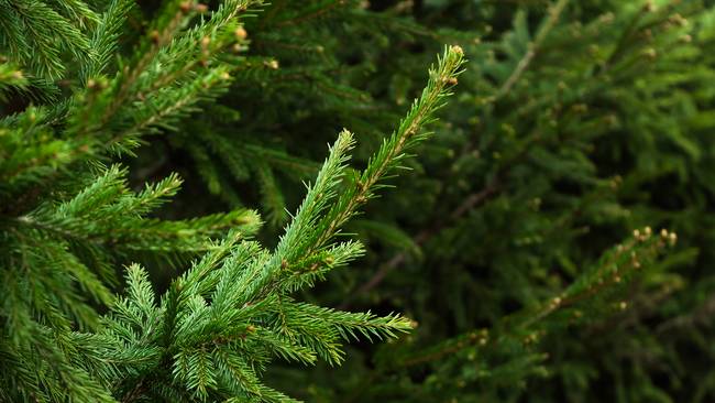 Assen komt alle kerstbomen weer ophalen