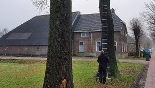 Beschermde dwergvleermuis en huismus kunnen uit Asser boerderij verhuizen