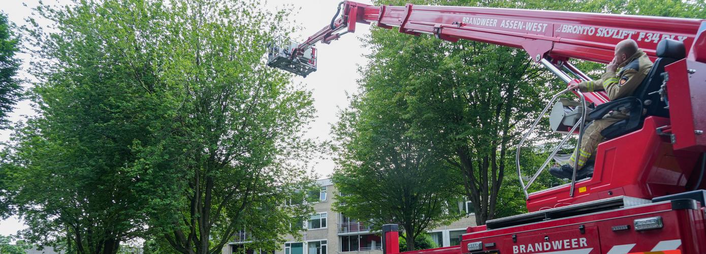 Brandweer redt vastzittende kraai uit boom in Assen-Oost