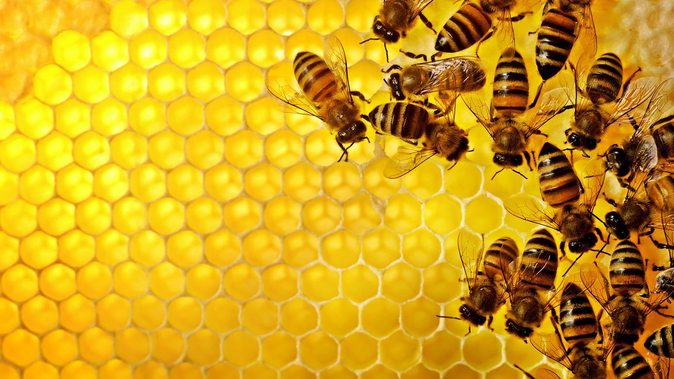 Kennismaken met bijen tijdens informatieve avond bij Duurzaamheidscentrum Assen