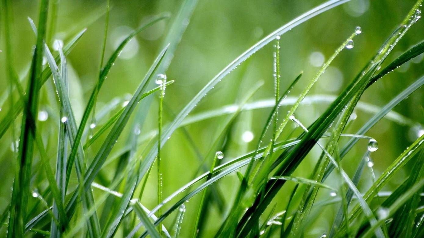 Met graszoden in je tuin maak je Assen weer een stukje groener