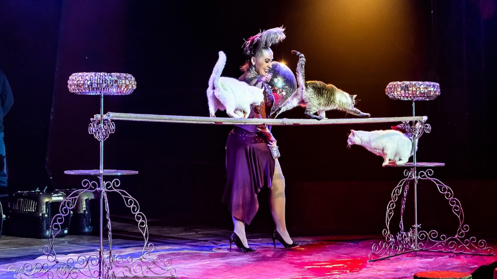 Kerstcircus in Emmen van 23 december tot en met 7 januari