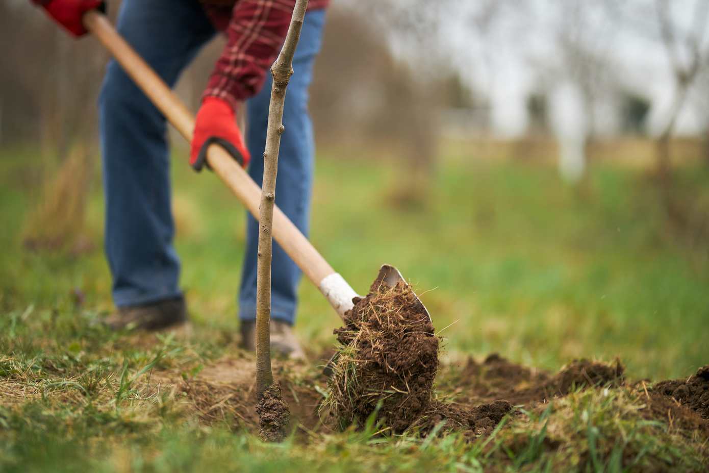 Start Thorbecke Park: boomaanplant verbindt studenten met de stad Assen 