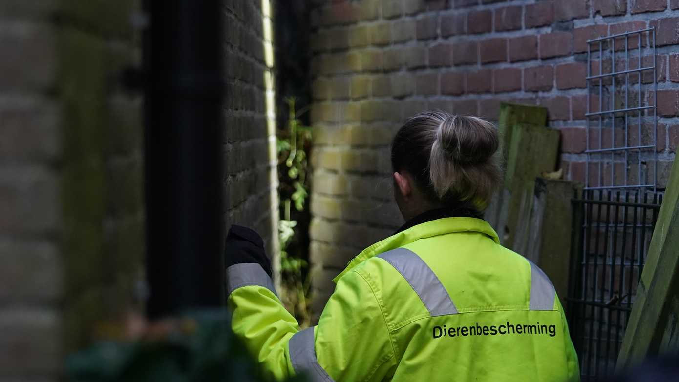 Kat bekneld tussen twee schuurtjes in Assen